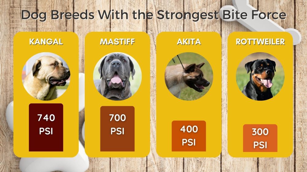 Dog Breeds With the Strongest Bite Force 1000x563 1