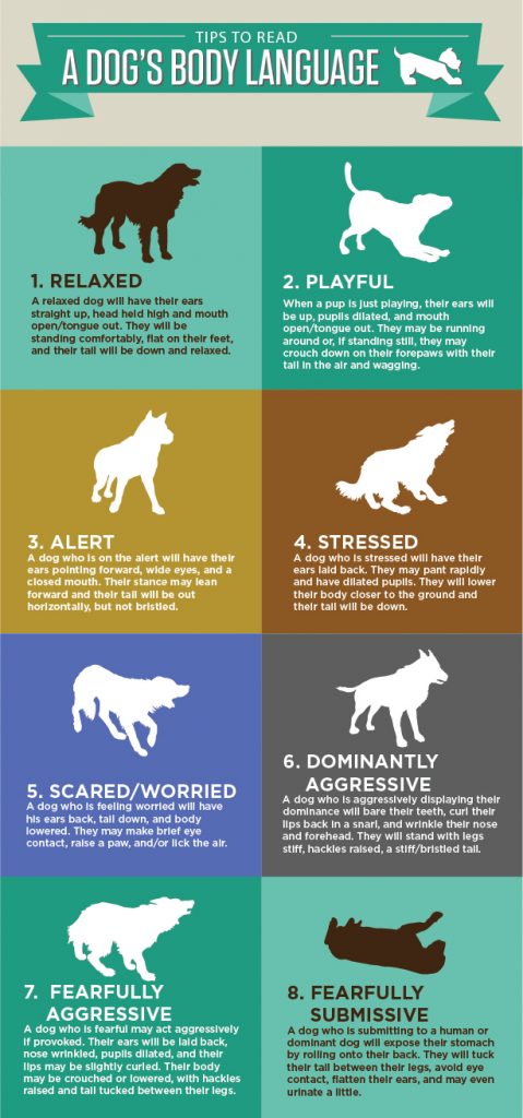 Frickey Safely Approach Dog Infographic 479x1024 1