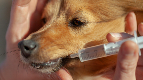 How To Give Medicine To A Dog That Bites