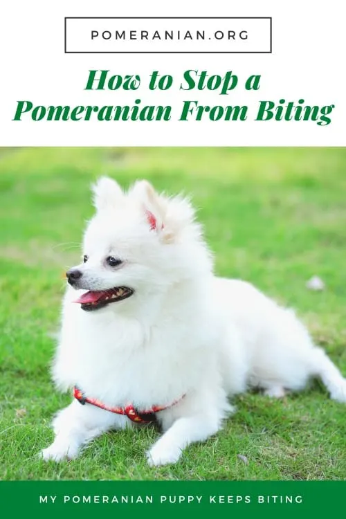 Pomeranian Biting.jpg