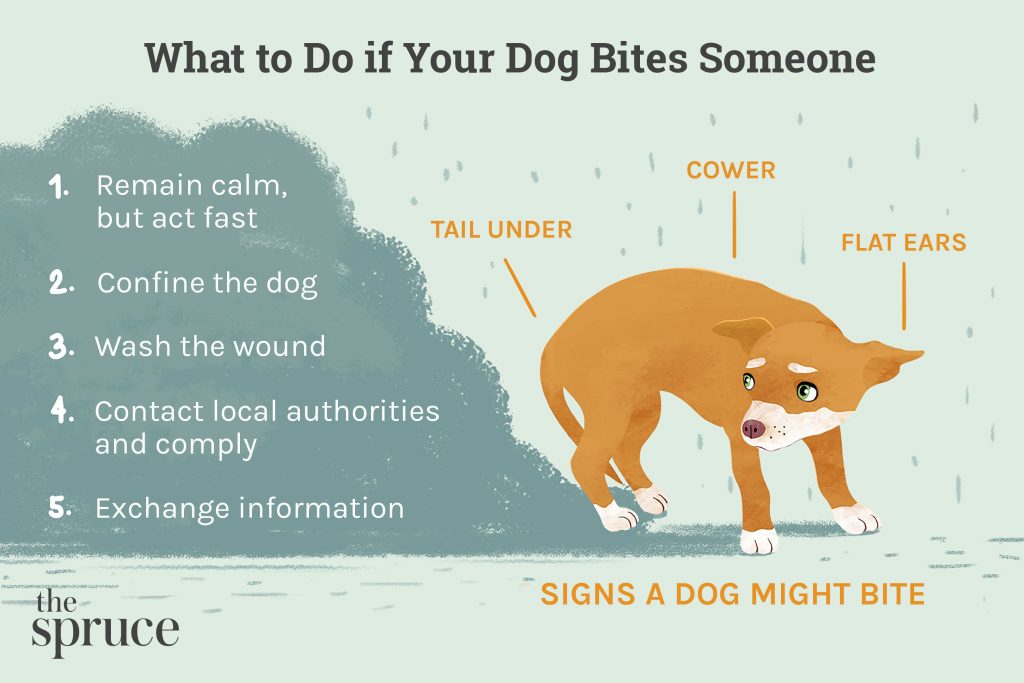 What Do You Do If A Dog Bites You