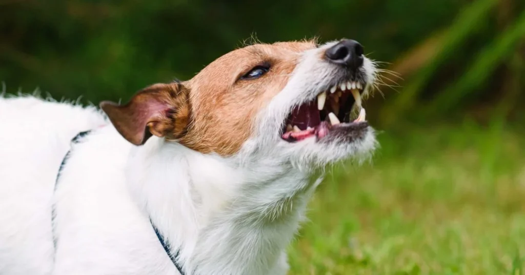 What To Do If A Dog With Rabies Bites You