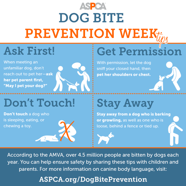 Dog Bite Prevention: Tips For Owners And Dog Lovers