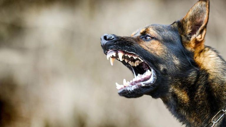 Dog Bite Civil Case Law Suit Vs Criminal: What’s The Difference In 2023?