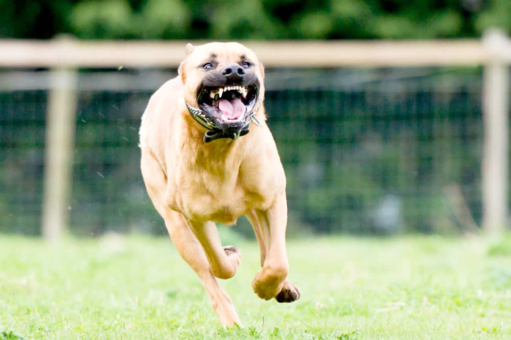 iStock 180706782 Dog Attack