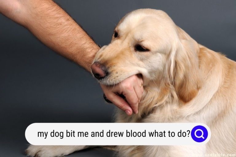 How To Surrender A Dog Who Bites?