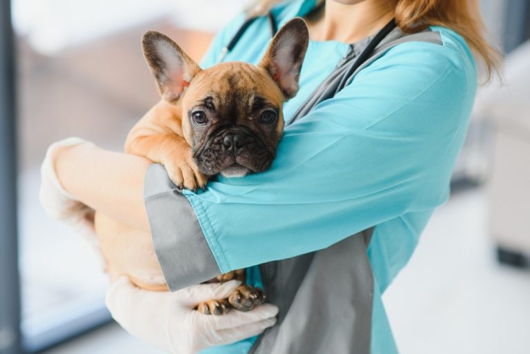 Can A Vet Sue If Your Dog Bites?