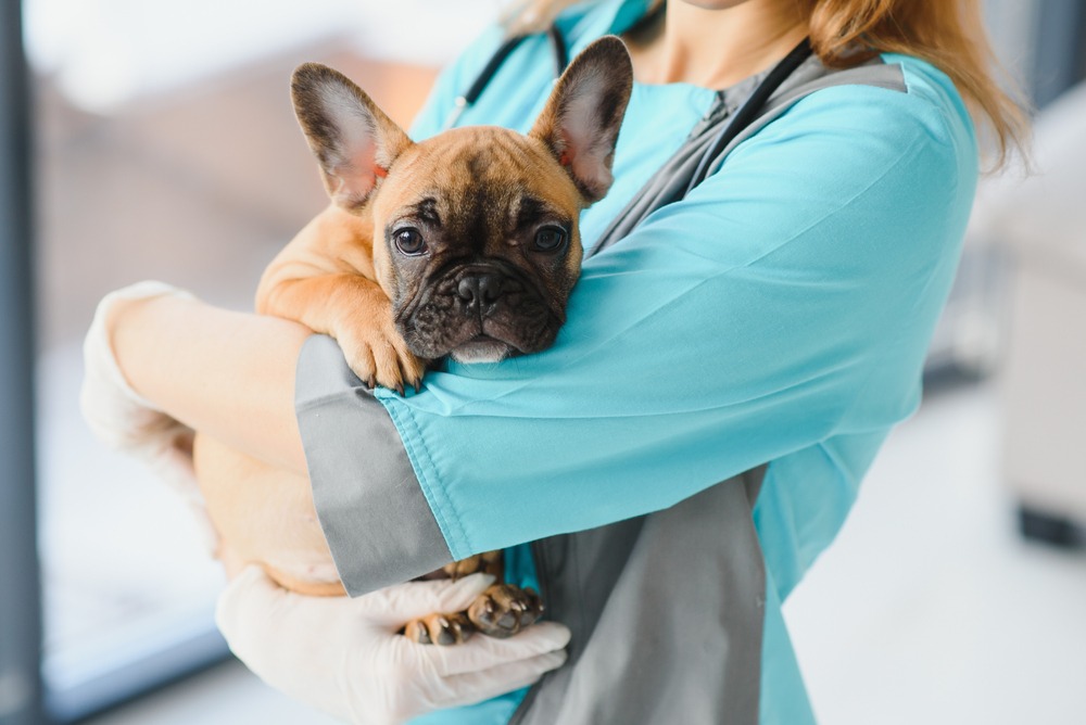 vet holding a dog